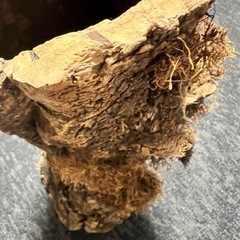 コルク　原木　皮　樹皮　筒状　爬虫類　ディスプレーの画像