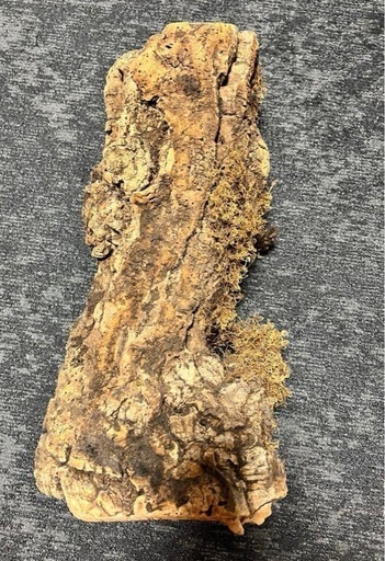 コルク　原木　皮　樹皮　筒状　爬虫類　ディスプレー