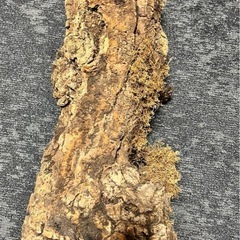 コルク　原木　皮　樹皮　筒状　爬虫類　ディスプレーの画像