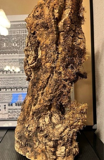 コルク　原木　皮　樹皮　筒状　爬虫類　ディスプレー