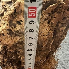 コルク　原木　皮　樹皮　筒状　爬虫類　ディスプレーの画像