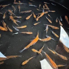 【決まりました】メダカ　花魁　画像すべての画像