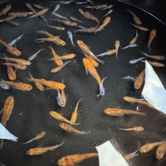 【決まりました】メダカ　花魁　画像すべての画像