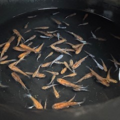 【決まりました】メダカ　花魁　画像すべての画像