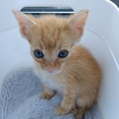 生後1か月ほど チャトラ男の子 里親さん募集します🐈