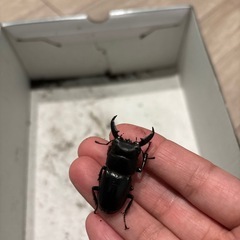 ヒラタクワガタオスの画像