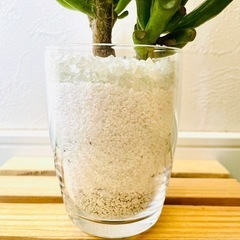 金のなる木　ゴーラム　宇宙の木　観葉植物　多肉植物　ハイドロカルチャーの画像