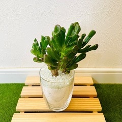 金のなる木　ゴーラム　宇宙の木　観葉植物　多肉植物　ハイドロカルチャーの画像