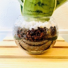 サンスベリア　シルバーハニー　観葉植物　ハイドロカルチャーの画像