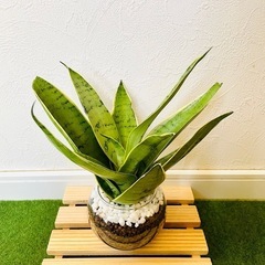 サンスベリア　シルバーハニー　観葉植物　ハイドロカルチャーの画像
