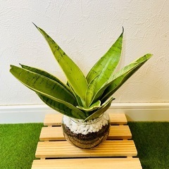 サンスベリア　シルバーハニー　観葉植物　ハイドロカルチャーの画像