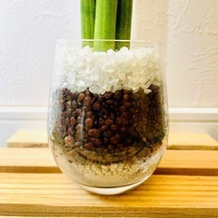 サンスベリア　スパゲッティ　観葉植物　ハイドロカルチャーの画像