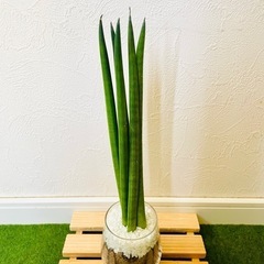 サンスベリア　スパゲッティ　観葉植物　ハイドロカルチャーの画像