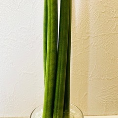 サンスベリア　スパゲッティ　観葉植物　ハイドロカルチャーの画像