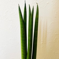 サンスベリア　スパゲッティ　観葉植物　ハイドロカルチャーの画像