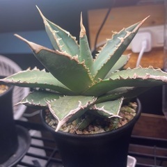 アガベ・チタノタ 狼人　Agave titanota 'Werewolf'　　　　 の画像