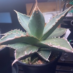 アガベ・チタノタ 狼人　Agave titanota 'Werewolf'　　　　 の画像