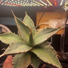 アガベ・チタノタ 狼人　Agave titanota 'Werewolf'　　　　 の画像