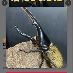 カブクワブリーダーの集い