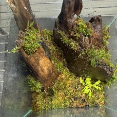 パルダリウム　水槽　レイアウト　食虫植物の画像