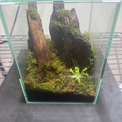パルダリウム　水槽　レイアウト　食虫植物の画像