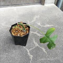 観葉植物 ヒメモンステラの画像
