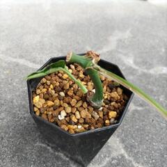観葉植物 ヒメモンステラの画像