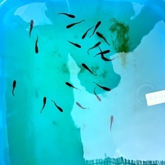 残り20匹　サタンイエローテールメダカ1匹の画像