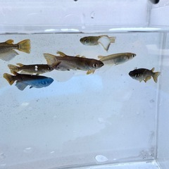 残り20匹　サタンイエローテールメダカ1匹の画像