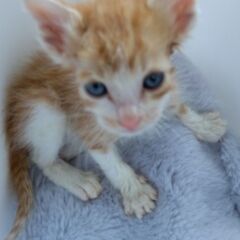 生後1か月ほど チャ白男の子 里親さん募集します🐈（お話し…