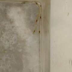 ヌマエビの画像