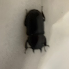 ダイトウヒラタクワガタ
の画像