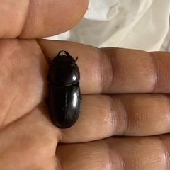 ダイトウヒラタクワガタ1ペアの画像