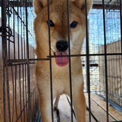 ブリーダー頭数制限による募集です - 犬