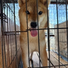 ブリーダー頭数制限による募集です - 福山市