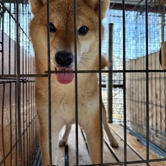 ブリーダー頭数制限による募集です − 広島県