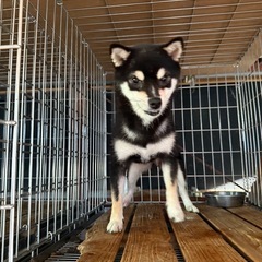 ブリーダー繁殖するには小さいので家庭愛玩犬として里親募集し…