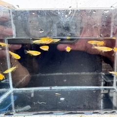 8/31まで レクリス若魚 1匹　　の画像