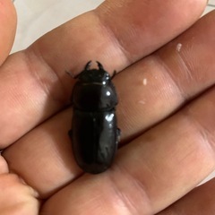 ダイトウヒラタクワガタ1ペア
の画像