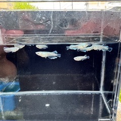 8/31まで 「MDS晃ヒレロング」若魚1匹の画像