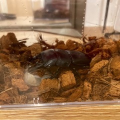 クワガタ　ウエスターマンヒラタクワガタの画像