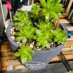多肉植物　センペルビウム　鉢ごとお譲りの画像
