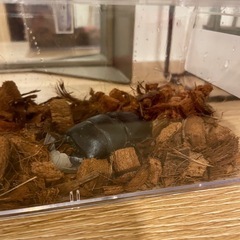 クワガタ　ウエスターマンヒラタクワガタの画像