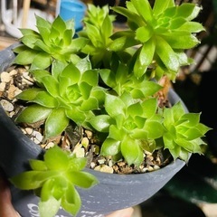 多肉植物　センペルビウム　鉢ごとお譲りの画像