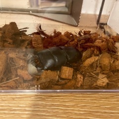 クワガタ　ウエスターマンヒラタクワガタの画像