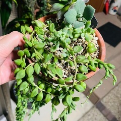 多肉植物　ピーチネックレス　ぬき苗にてお譲りです。多肉のおまけつけますの画像