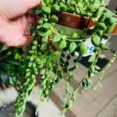 多肉植物　ピーチネックレス　ぬき苗にてお譲りです。多肉のおまけつけますの画像