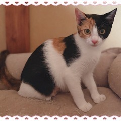 ❤️美猫❤️5ヶ月♀三毛猫🐈道ちゃん🐈