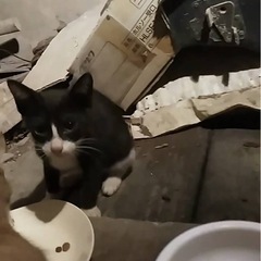 猫のボランティア活動仲間募集🥹
