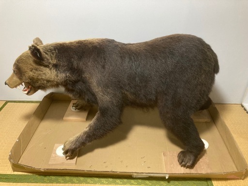 ヒグマの剥製